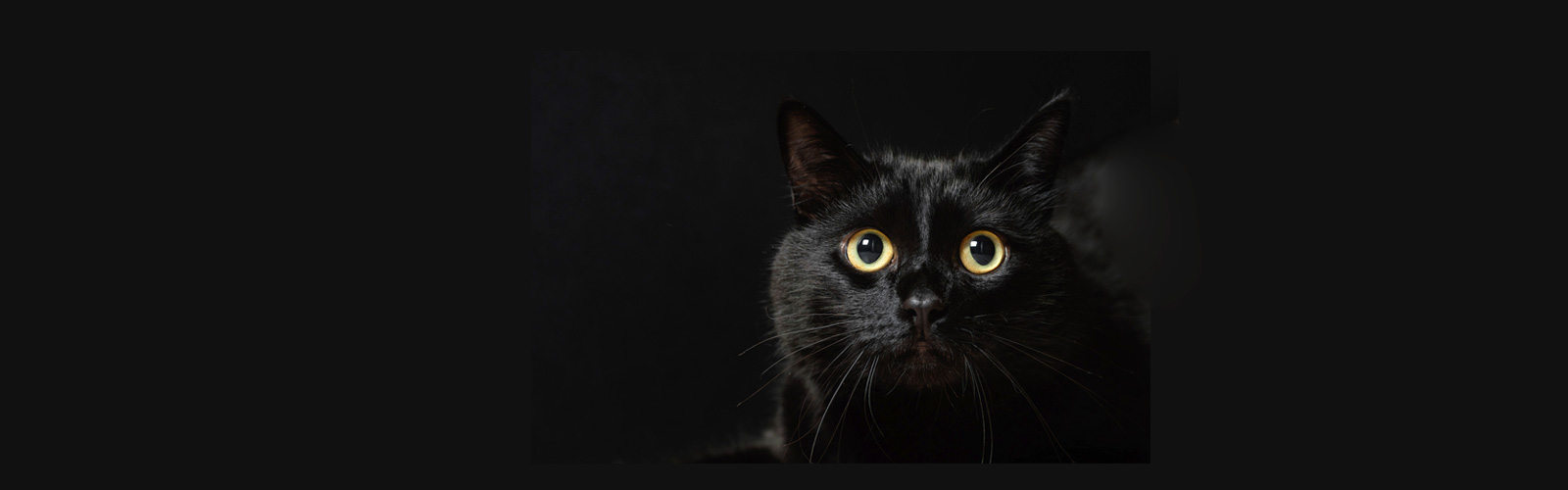Supersticiones: ver un gato negro
